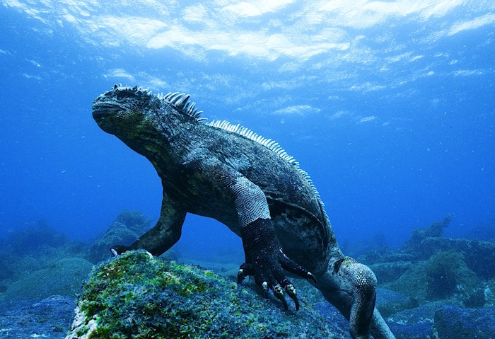Marine iguana