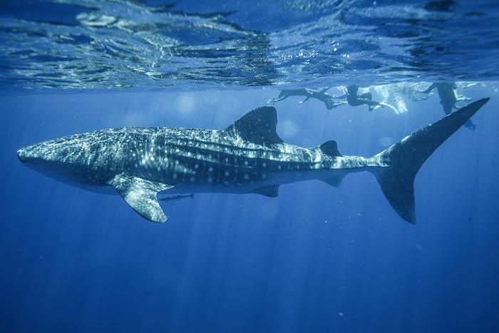 Whale shark