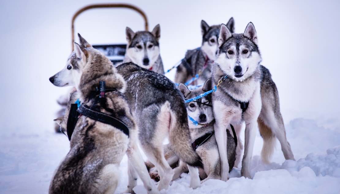finland huskies.jpg