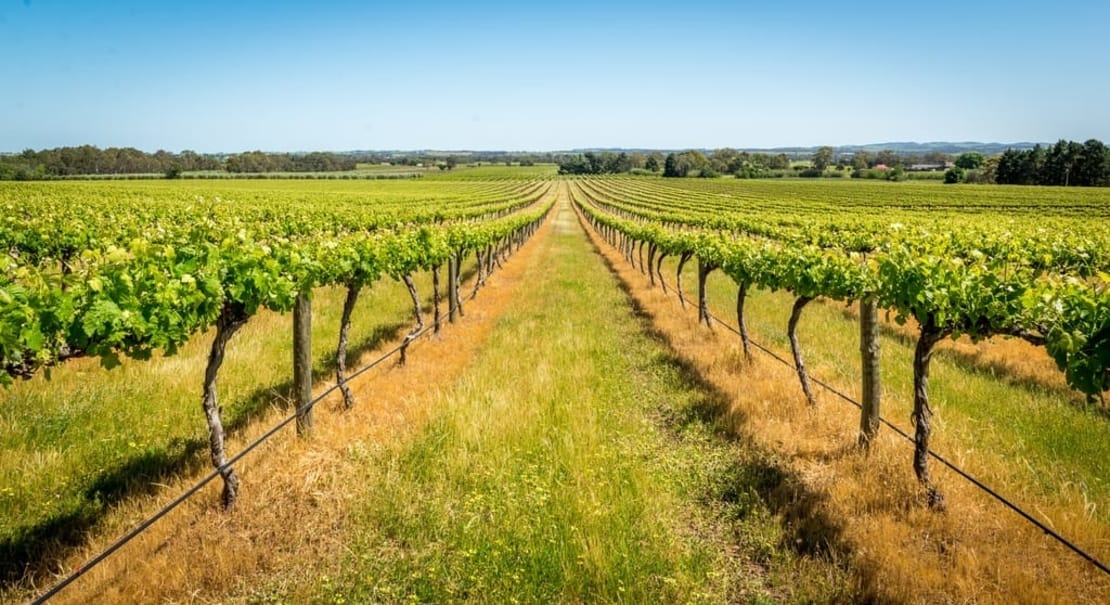 1110 x 605    -vineyard---shutterstock.jpg