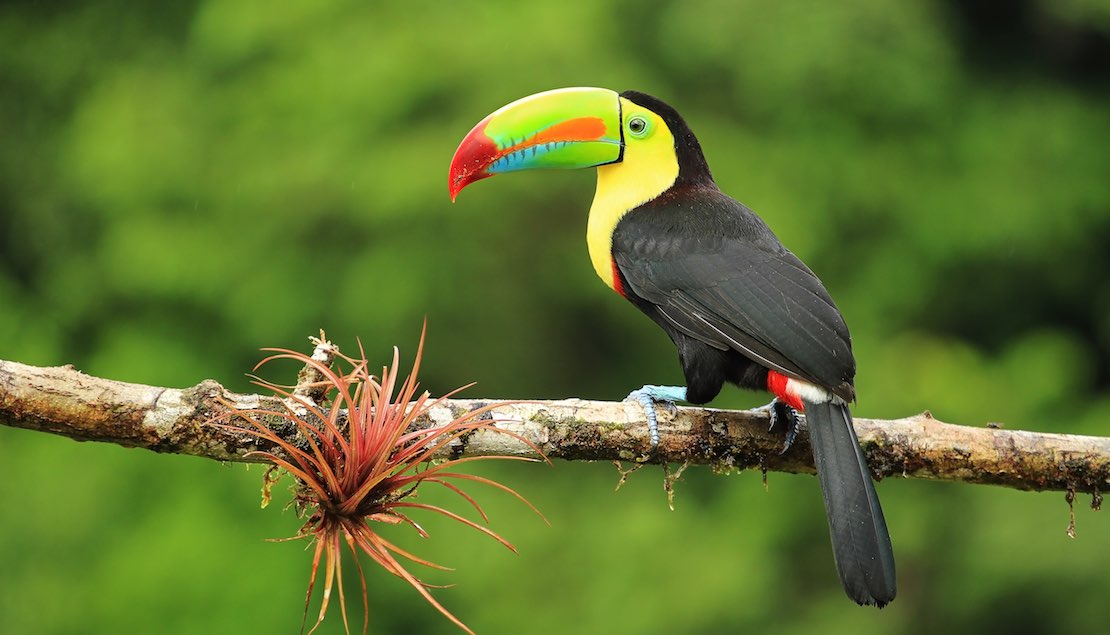costa rica toucan.jpg