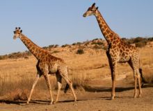Giraffes