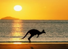 australia_kangaroo
