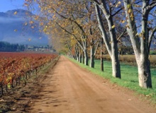 wine_esate
