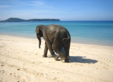 beach_elephant