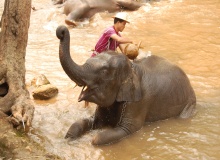 elephant_camp