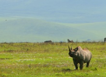rhino