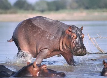 hippo