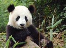 beijing_giant_panda