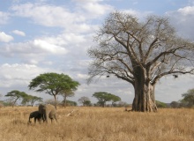 TANZANIA-ELEPHANTS IN TARANGIRE NP