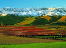 new_zealand_wine_region