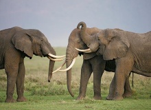 african_elephants_tanzania