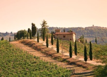 tuscany_vineyrad