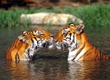 tigers_india