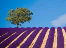 lavender_fields_provence_france