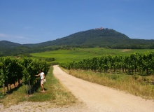 colmar_vineyard_france