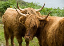 hairy_cow_scotland
