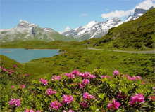 lucerne