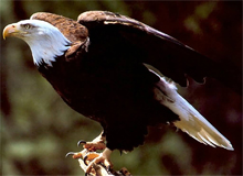 bald_eagle_canada