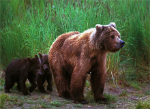 bears_canada