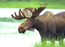moose_alaska