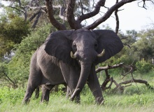 ELEPHANT- BOTSWANA