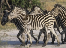 okavangozebras