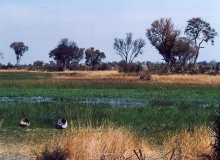 MAUN