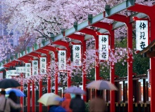TOKYO-CHERRY BLOSSOMS