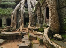 Nature-s-triumph--Ta-Prohm-Siem-Reap-Cambodia-3
