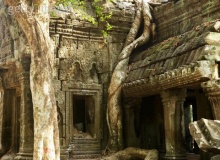 tree_ruins_siem_reap