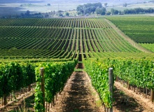 Tokaj-hegyalja