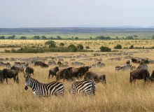 Masai Mara - Kenya