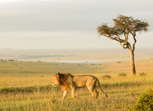 kenya