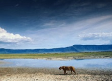 lion_kenyan_coast