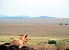 KENYA-Masai Mara 2