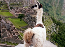 Llama,_peru,_machu_picchu