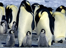 Penguins