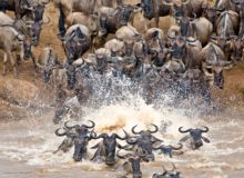 mara river kenya
