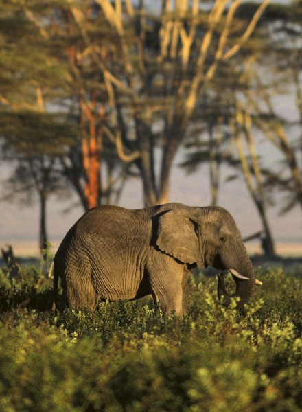 african-elephant-tanzania-africa-pictures_large