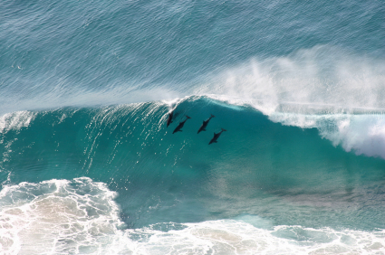 See dolphins in Byron Bay on holiday with Concierge Traveller