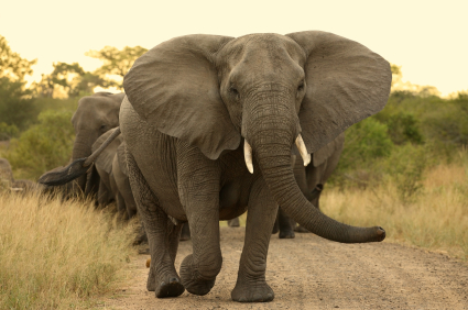 Safari holiday in Africa with Concierge Traveller