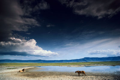 lion_kenyan_coast