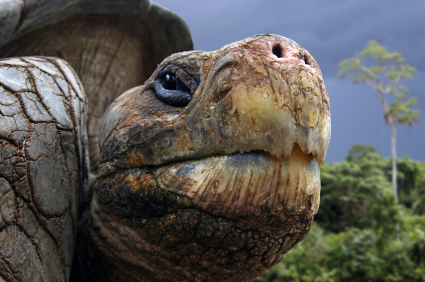 Galapagos Tortoise