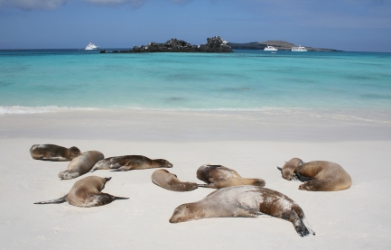 See the amazing wildlife at the Galapagos Islands in Equador, South America