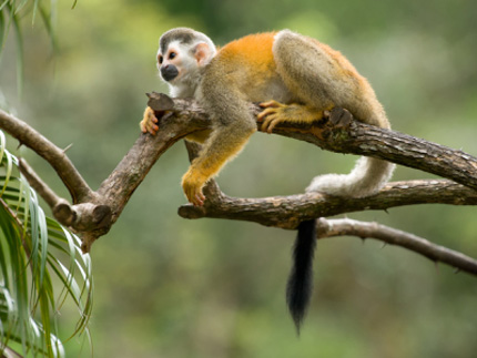 Squirel monkey in Costa Rica - Holiday with Concierge Traveller