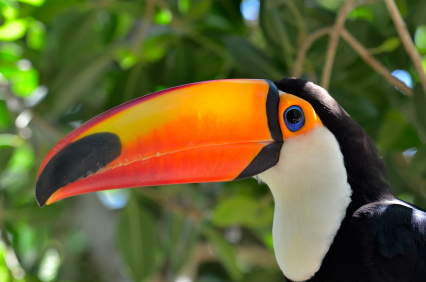 River cruise on the Amazon - See toucans