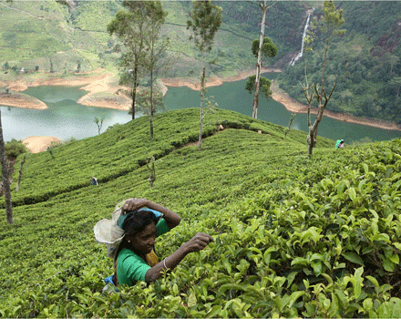 Tea plantation in Sri Lanka