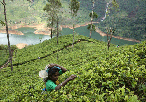 Tea plantation in Sri Lanka