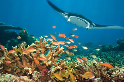 See Manta Ray in Raja Ampat, Indonesia - The Last Paradise on Earth